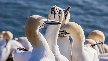 快船大胜热火！莱昂纳德分带领球队主场获胜