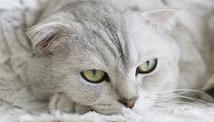 沙特阿拉伯队在困难比赛中表现稳定，取得胜利