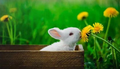 席尔瓦祭出绝杀，马竞遗憾失利